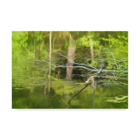 Anthony Paladino 'Dead Tree In Water' Canvas Art,22x32